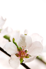 Image showing Pink cherry blossom