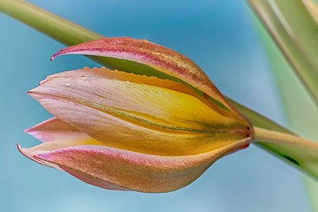 Image showing Flower yellow Tulip closeup.