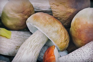 Image showing Beautiful mushrooms on the grass in the forest.