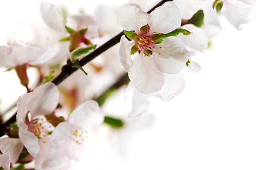 Image showing Pink cherry blossom