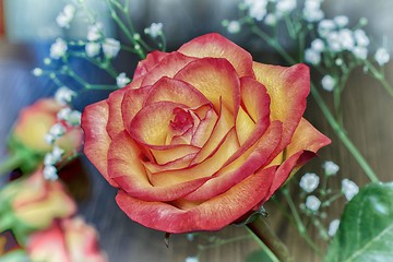 Image showing A bouquet of roses on light green background.