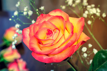 Image showing A bouquet of roses on light green background.