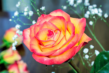 Image showing A bouquet of roses on light green background.