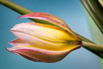 Image showing Flower yellow Tulip closeup.