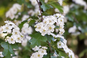 Image showing The flowering hawthorn branch on a background of green garden.