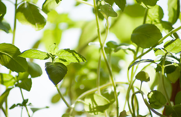 Image showing spring basil