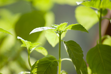 Image showing background with spring greens