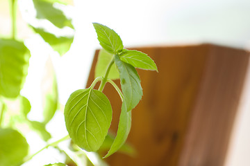 Image showing Basil. background