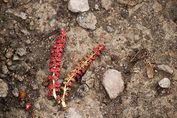 Image showing red catkins in the spring