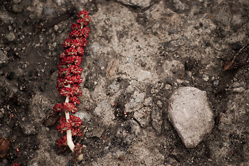 Image showing red catkin in the spring