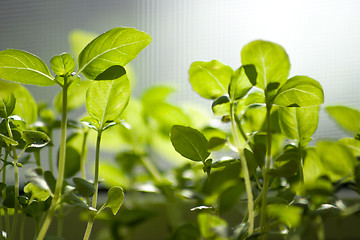 Image showing young shoots of basil