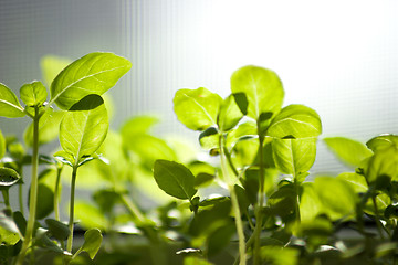 Image showing young shoots of basil