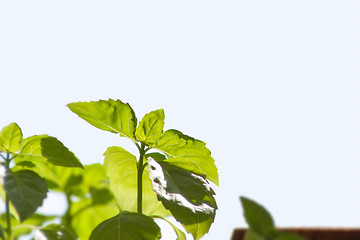 Image showing basil. background