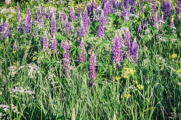 Image showing Wildflowers on a clear Sunny morning.