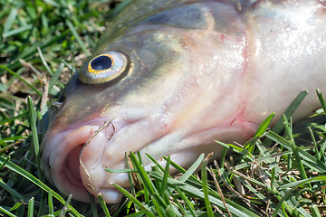 Image showing Fish caught in the river, lying on the grass..