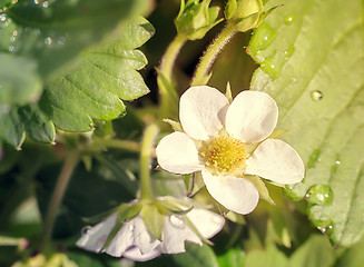 Image showing Strawberry flowers in the garden .
