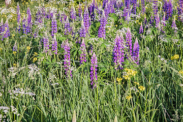 Image showing Wildflowers on a clear Sunny morning.
