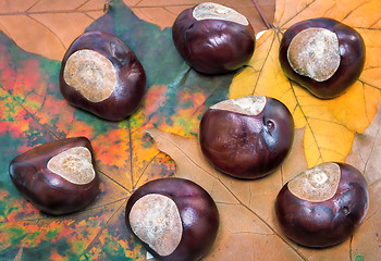 Image showing Chestnuts on a background of autumn leaves.