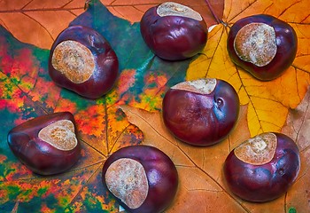 Image showing Chestnuts on a background of autumn leaves.