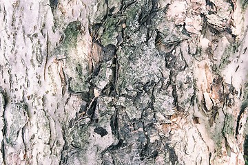 Image showing The trunk of an old tree foreground ( background image).