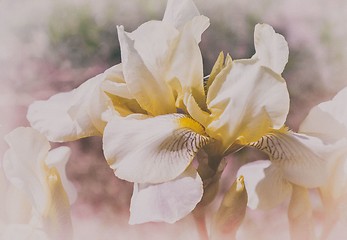 Image showing Blooming in the garden, pale yellow irises.