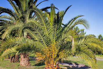 Image showing Alley in the Park with large palm trees.