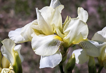 Image showing Blooming in the garden, pale yellow irises.