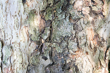 Image showing The trunk of an old tree foreground ( background image).