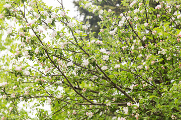 Image showing close up of beautiful blooming apple tree branch