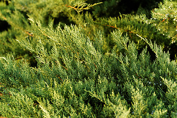 Image showing Fir tree