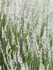 Image showing White lavender flowers