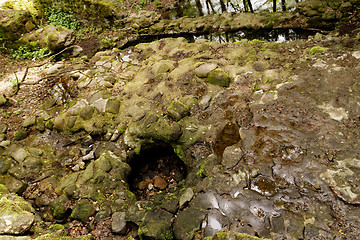 Image showing Brooks in the forest