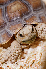 Image showing African Spurred Tortoise