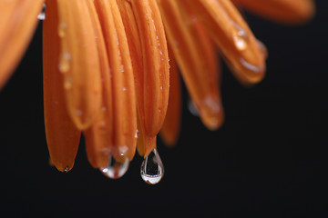 Image showing Drops on Flower