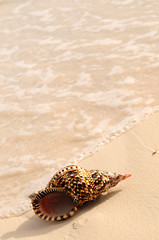 Image showing Seashell and ocean wave