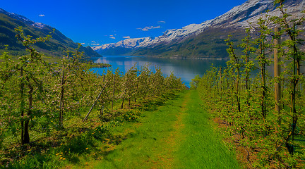 Image showing Hardangerfjord in Norway