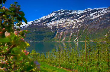 Image showing Hardangerfjord in Norway