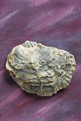 Image showing Oyster shell over painted textile background