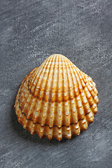 Image showing Rough cockle sea shell over painted textile background