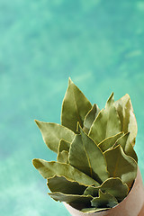 Image showing Bunch of a dried laurel leaves