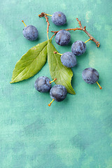 Image showing Blackthorn fruits over painted textile background