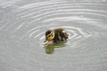 Image showing Duckling