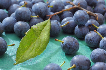 Image showing Blackthorn fruits