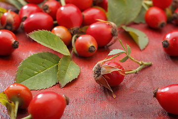 Image showing Wild rose fruits