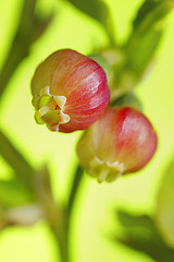 Image showing Bilberry (Vaccinium myrtillus) flowers