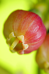 Image showing Bilberry (Vaccinium myrtillus) flower