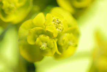 Image showing Cypress spurge (Euphorbia cyparissias) inflorescence