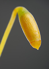 Image showing Immature moss sporangium close-up