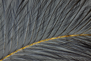 Image showing Bird feather in polarized light