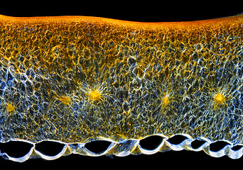 Image showing Chili pepper (Capsicum annuum) fruit pericarp cross-section